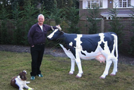 Outdoor Decoration Animatronic Animals , Electric Life Size Cow