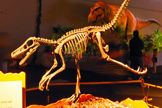 Volledig de Dinosaurusfossiel van de simulatieglasvezel voor Vermaakpark