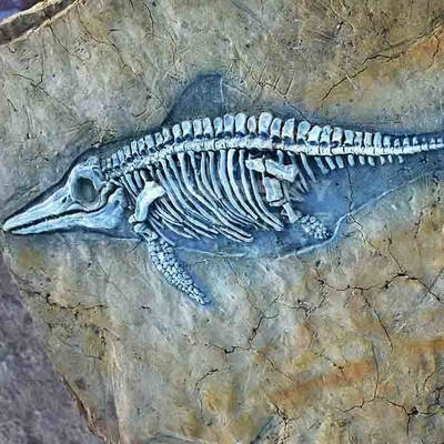 kopen Winkelcentrum dinosaurusbotreplica's, dinosaurusreplica fossiele schedels online manufacture