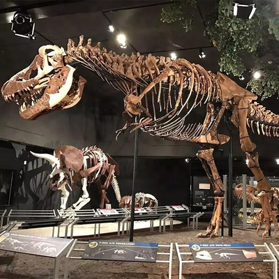 Weerbestendige dinosaurusskeletreplica / dinosaurusbotreplica's