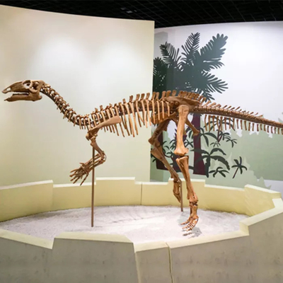 kopen Winkelcentrum dinosaurus skelet replica grootte aanpasbare dinosaurus schedel fossiel online manufacture